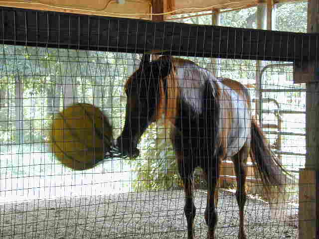 Cardy playing