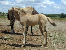 Victoria del Padre, Paso Fino filly
