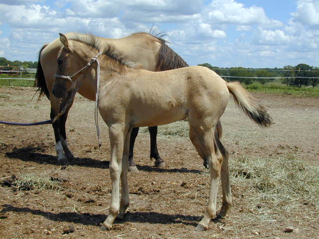 Victoria del Padre, Paso Fino filly
