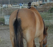 Dorsal stripe on dun gelding