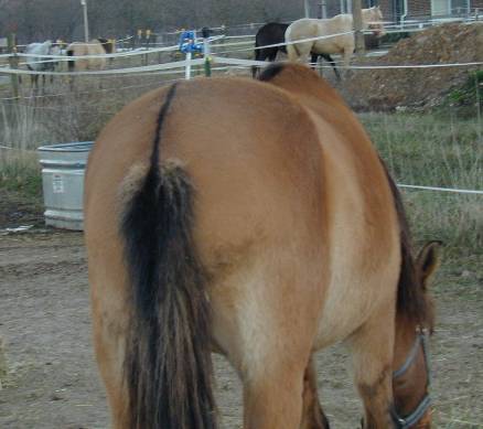 Dorsal stripe on dun gelding