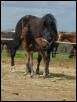 Meadow Magic Mako and her 2003 colt