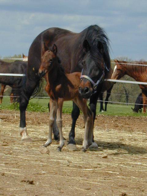 Meadow Magic Mako and her 2003 colt