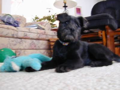 Elsie