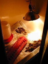 Guinea chicks in my shower!