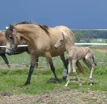 Victoria del Padre, Paso Fino filly