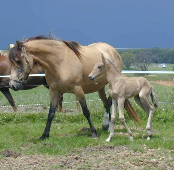 Victoria del Padre, Paso Fino filly