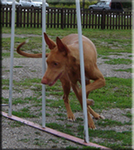 Agility with Nahla