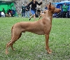 Ch. Enigma Lone Star