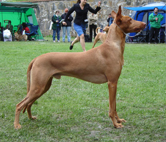Ch. Enigma Lone Star