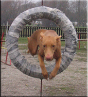 Agility with Zäta