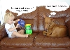 Teaparty 1