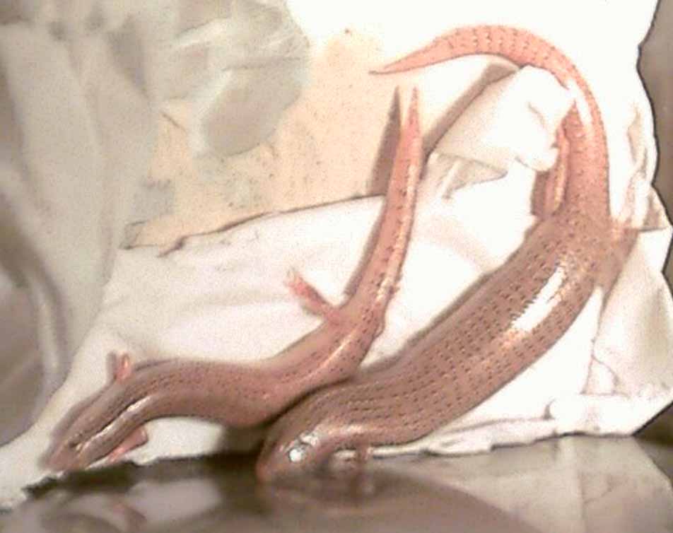 My skinks