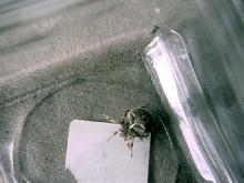 Unknown spider