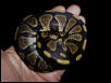 What morph is this?