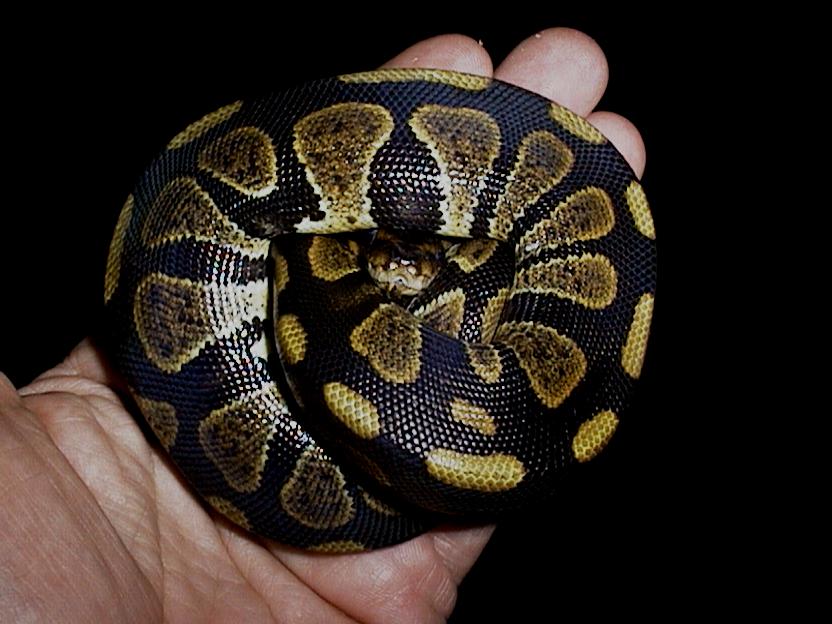 What morph is this?