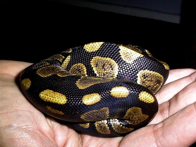 What morph is this?