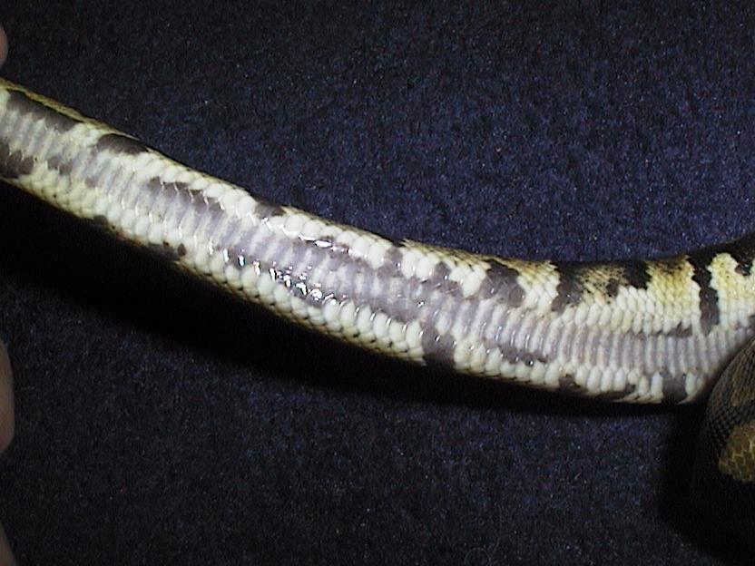 What morph is this?