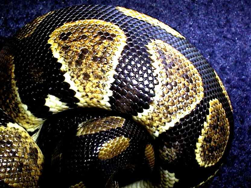 What morph is this?