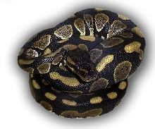 Ball python morph