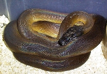 White lipped python