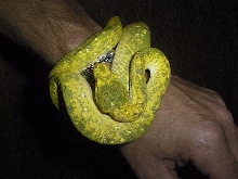 Morelia viridis Biak female