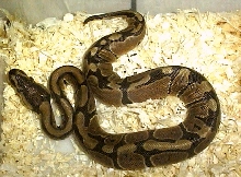 Another picture of my new ball python