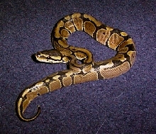 Nice female ball python