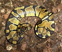 yellow Ball Python