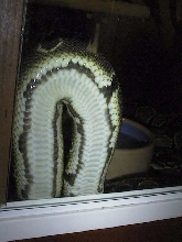 Belly of a ringer ball python