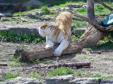 Streching Tabby
