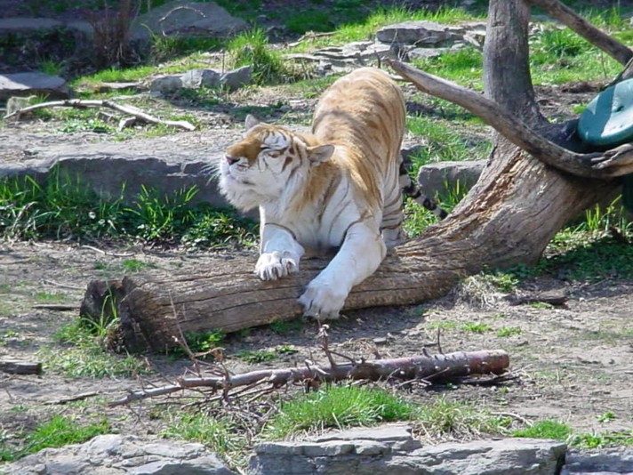 Streching Tabby