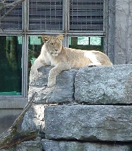 Queen of pride rock