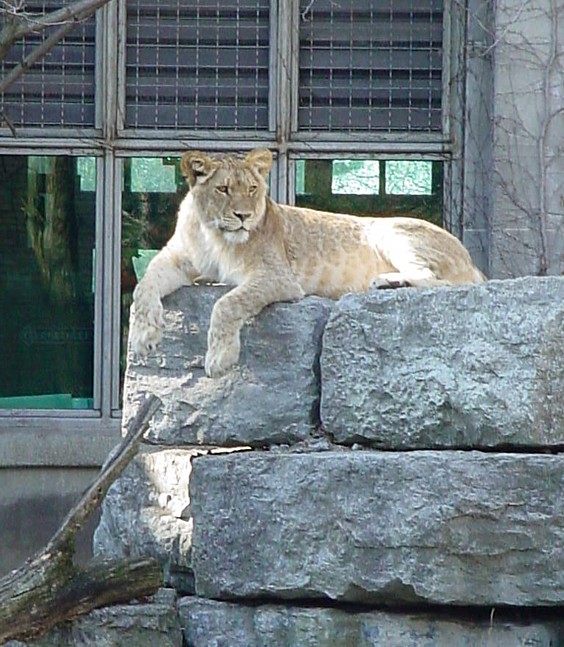 Queen of pride rock