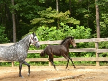 Mariquita and filly