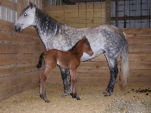 mariquita filly