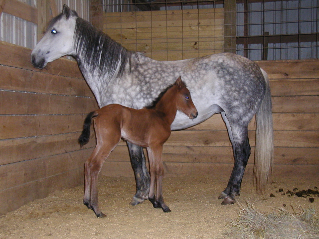 mariquita filly