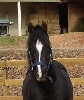 Hidalgo