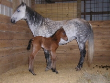 Turista filly