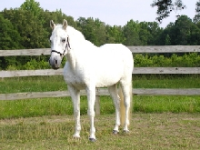 Marlena