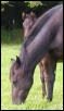 colt 2
