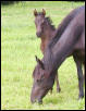 colt 1