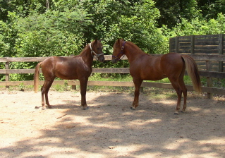 Turista colts 1