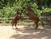 Turista colts 2