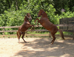 Turista colts 2
