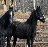 Twins 2