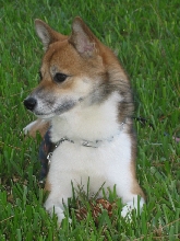 Pinecone in the grass!