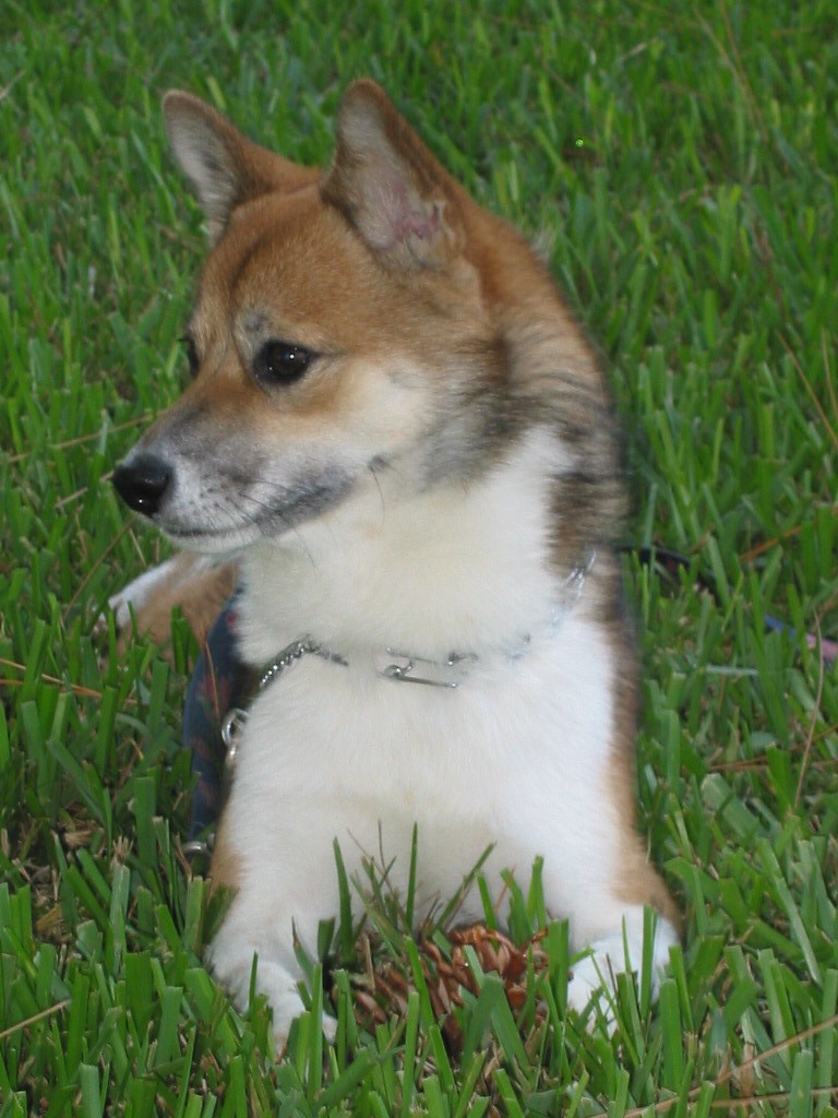 Pinecone in the grass!
