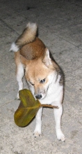 Leaf