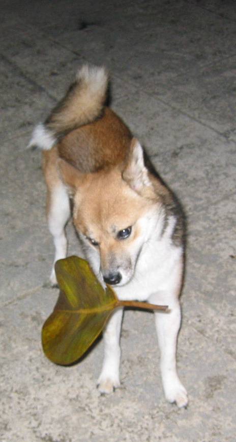 Leaf